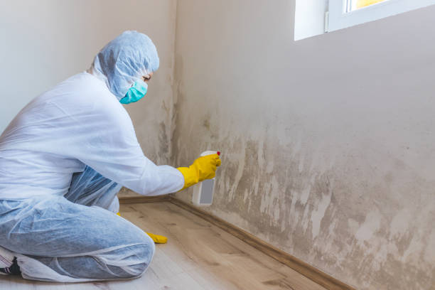 Black mold inspection in East Waterford
