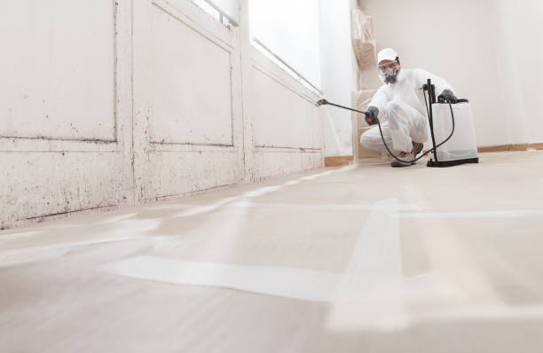 Black mold remediation team in East Waterford
